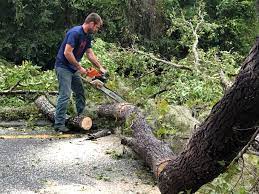 Best Tree Maintenance Programs  in Conover, NC