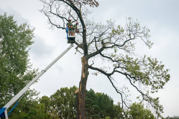 Why Choose Our Tree Removal Services in Conover, NC?