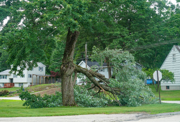 Professional  Tree Services in Conover, NC