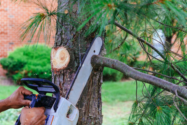 Best Tree Removal  in Conover, NC